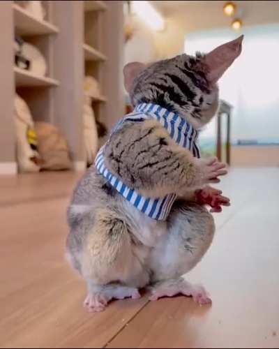 If this isn't the cutest little guy