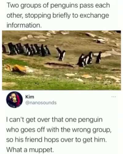 Muppet penguin