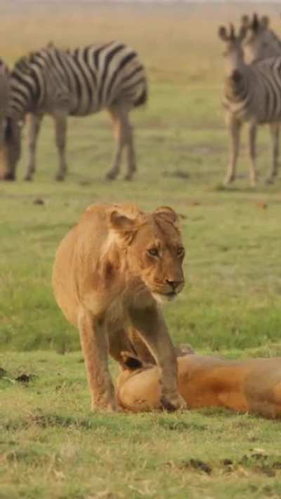 🔥 Lazy Lions