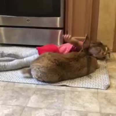 mega bunny