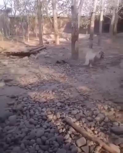 Ну и гусь