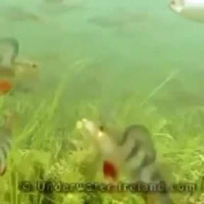 hehe fish go yeet