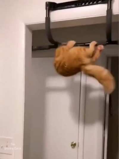 HALP ME HOOMAN.