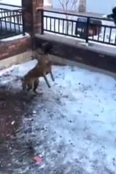 Harassing a dog