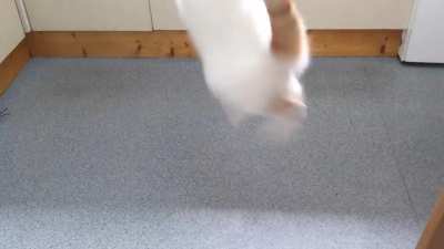He saw a spider..