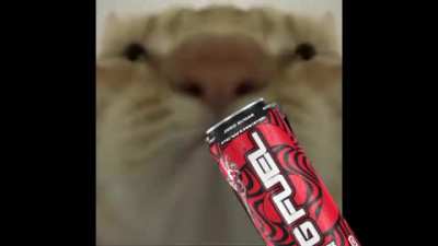 Cats love Gfuel too