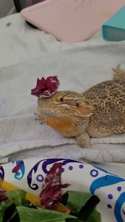 Petunia knows the rules. Rejected noms become hats.