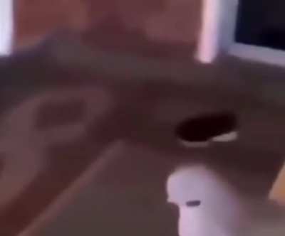 pijon