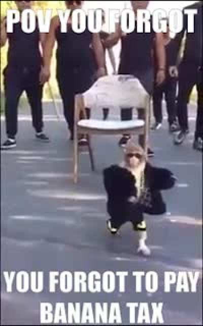 monkey