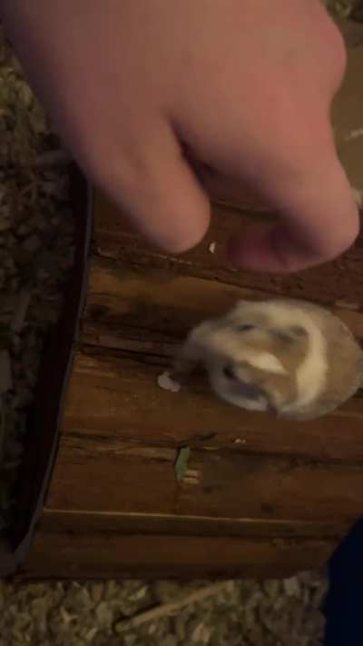 New gerbils home