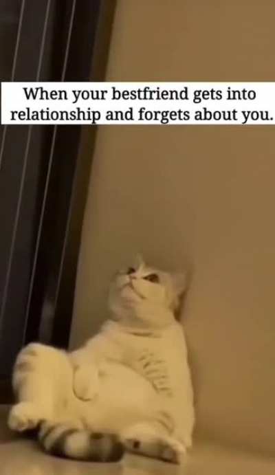 Sad kitty lost its best friend.