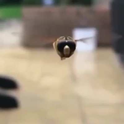 What a friendly bug