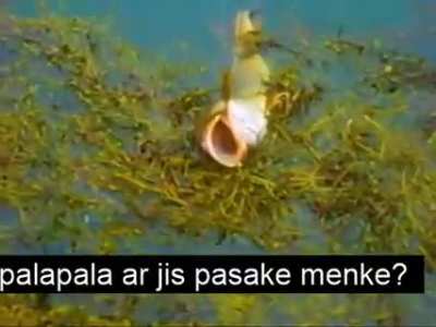 BLEMBA LIETUVIAI GAUDO MENKE