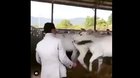 Black Belt Calf defends her mother