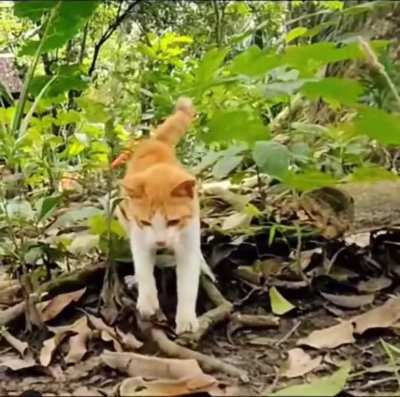 Котэ рулит