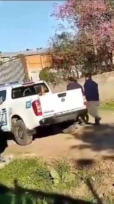 In Argentina they capture a thief, tie him up and throw him in the police van