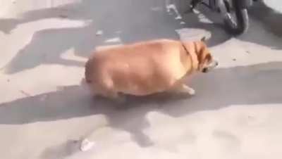 Vamos o Souzones vc não esta sozinho na guerra mais um aliado o grandioso CACHORRO GORDO DELICIA