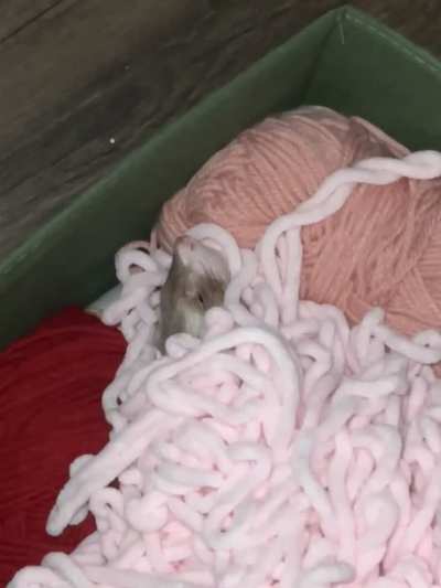 My baby burrower