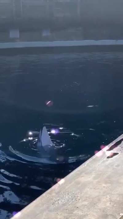 🔥 A dolphin teasing a seagull with a fish