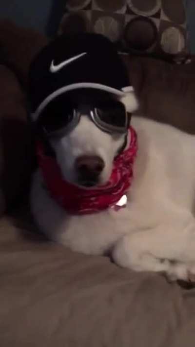 Husky Thug Life