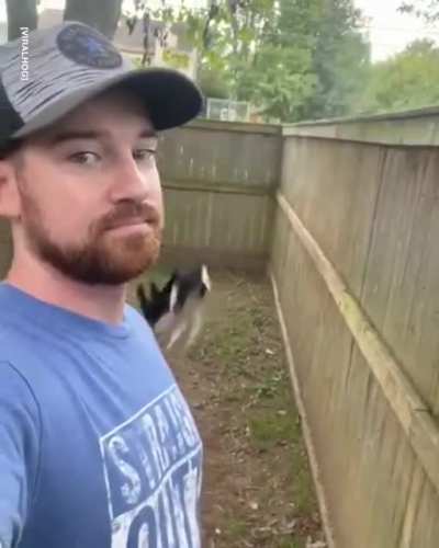 Dogs broken, thinks it’s a cat