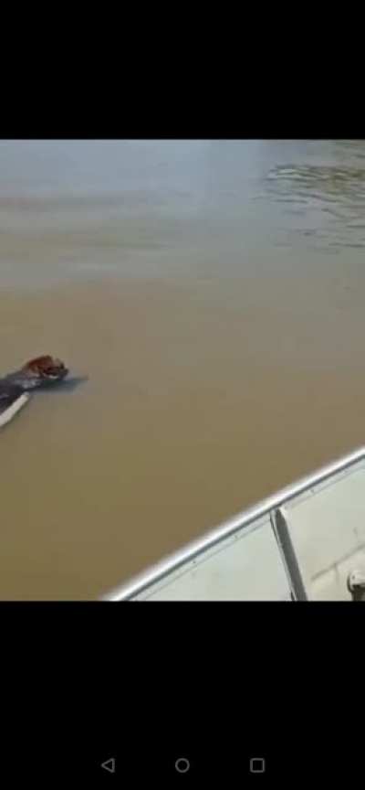 Meanwhile in Brazil
