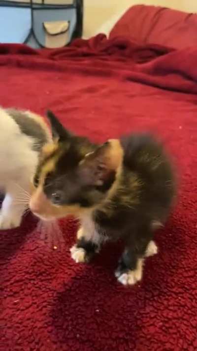 She really Yells!