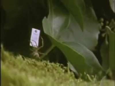 Spider on Drugs