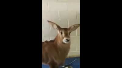 smoke deertector