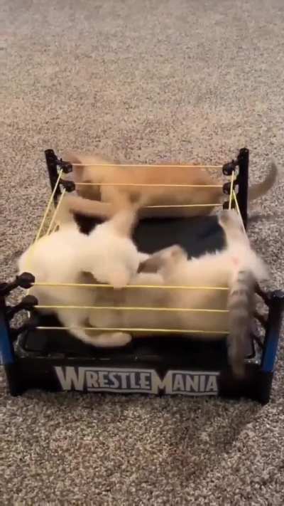 Wunk on wunk violence 