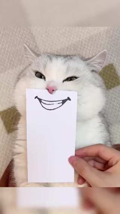 Cat Moods