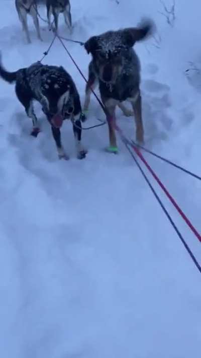 Happy dogs out for a light jog