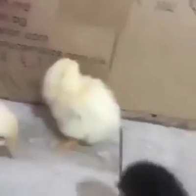 Moldy chicks