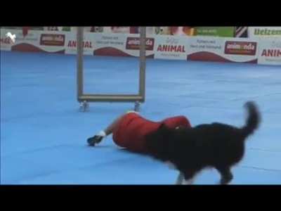 This dog's amazing performance