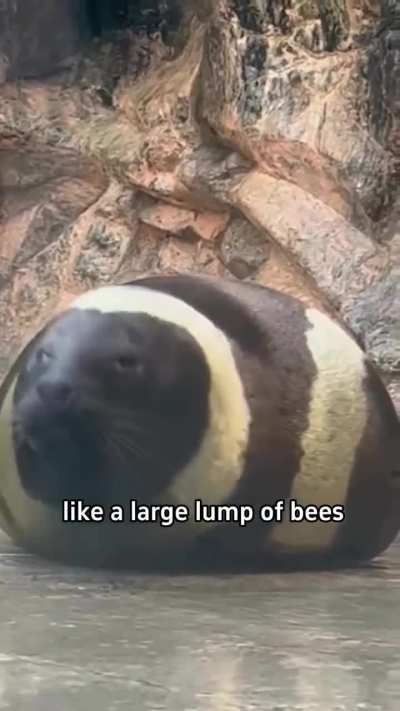 info regarding keeping seals as pets