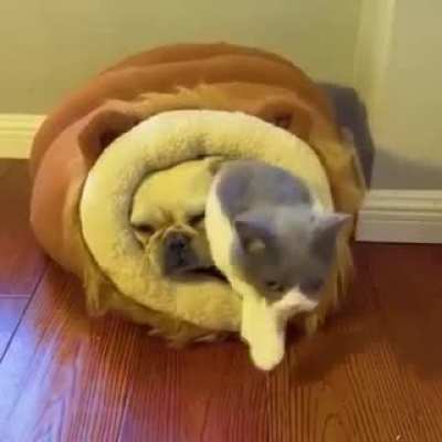 Let me join