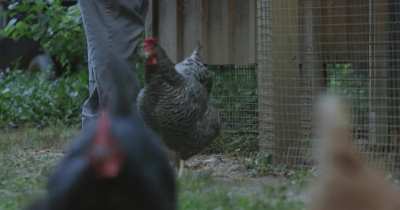 Broody Hen Starts Her Day