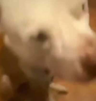 Dogs can't sweet food