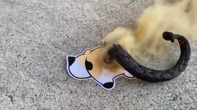 “Cat poop” fireworks