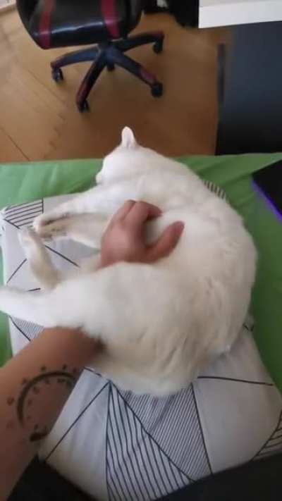How my cat likes to be petted
