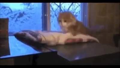My cat people need me