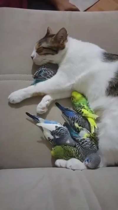 Cuddle bugs
