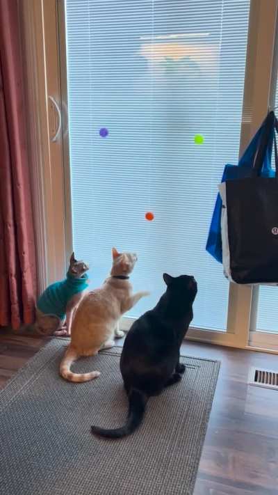 Dumb and Dumber and a Sphynx…