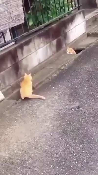 Catch me if you can