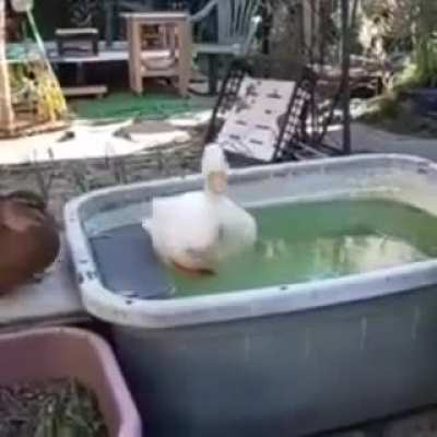 PATO: PERA OQ ?¿