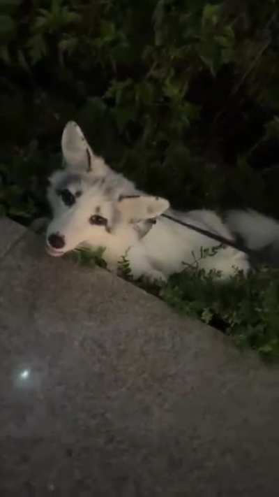 Ran into a domesticated fox Shenzhen China. He was beautiful…
