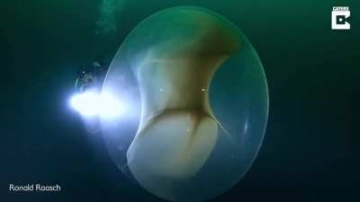 A giant squid egg