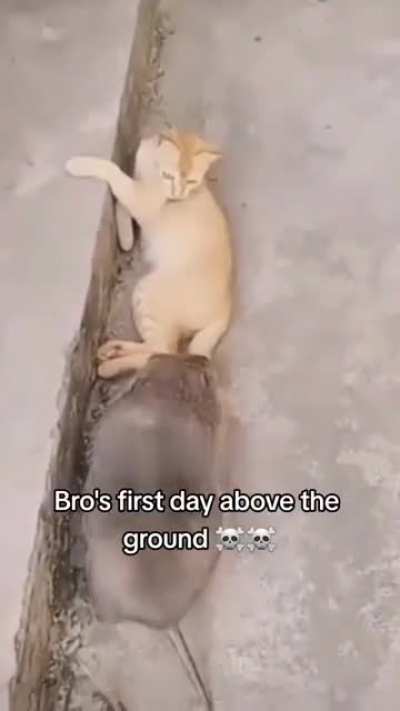 of a rat