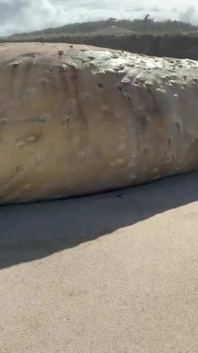 A beached grey whale in oregon