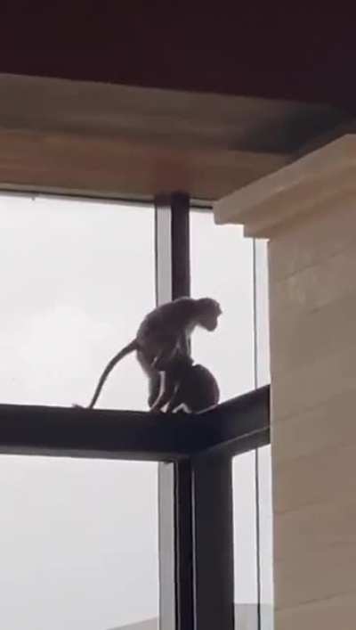 Monke fellatio